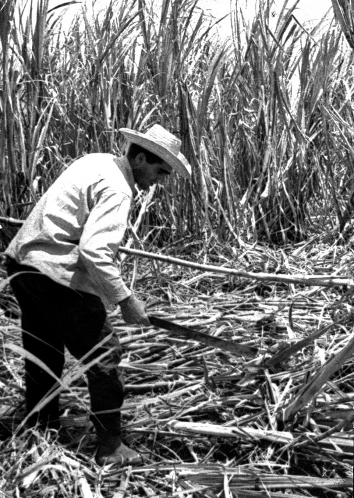 Reinaldo Castro Yedra, el mejor cortador de caña que conoció nuestro país, asume que su mayor orgullo es haberle sido fiel a Fidel Reinaldo Castro Yedra, el mejor cortador de caña que conoció nuestro país, asume que su mayor orgullo es haberle sido fiel a Fidel